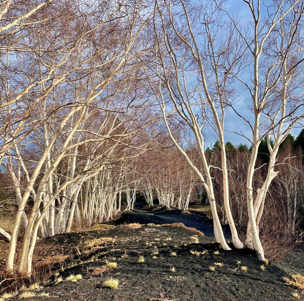 WhatsApp-Image-2026-01-15-at-17.21.49-1